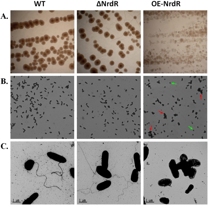 Fig 3