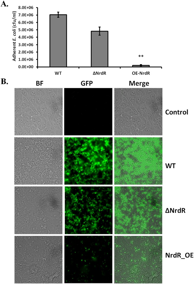 Fig 8