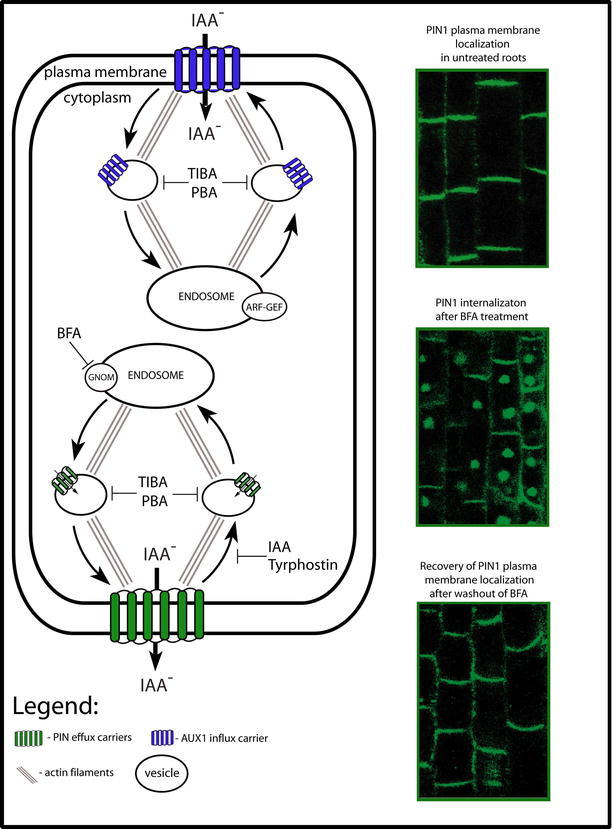 Figure 7.