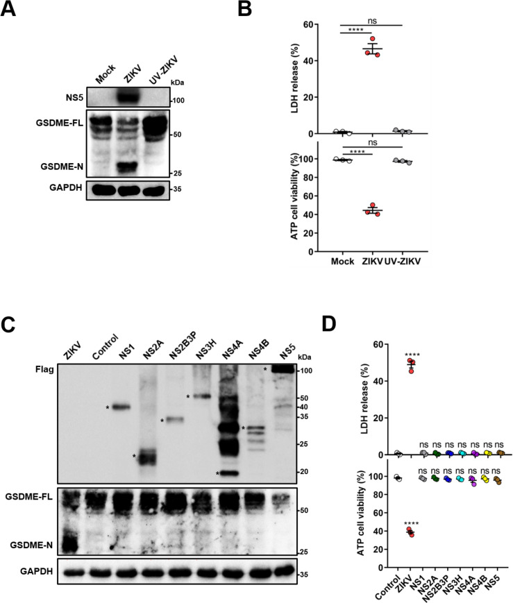 Figure 4—figure supplement 1.