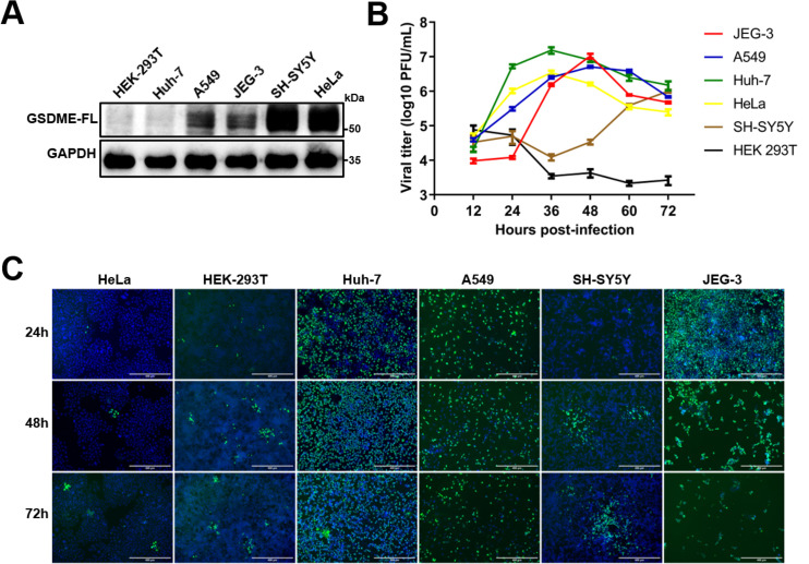 Figure 2—figure supplement 1.