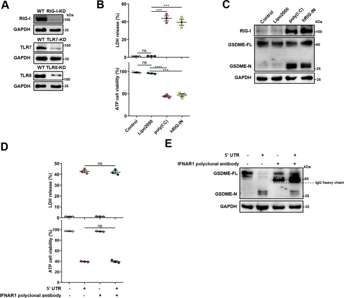 Figure 4—figure supplement 2.