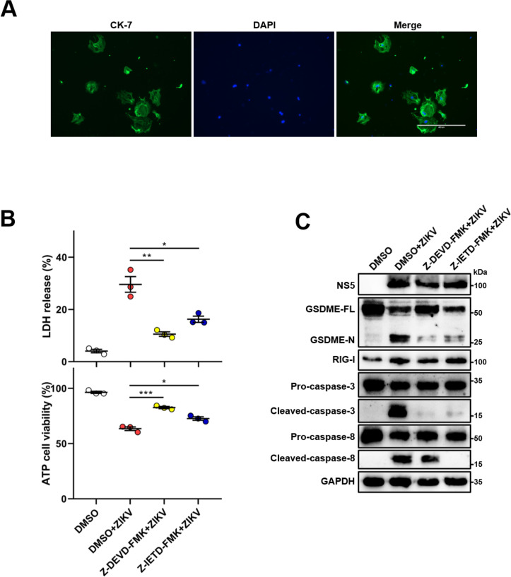 Figure 5—figure supplement 1.