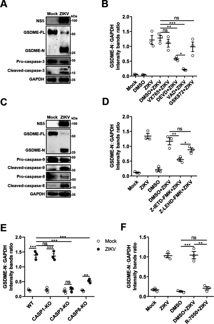 Figure 3—figure supplement 1.