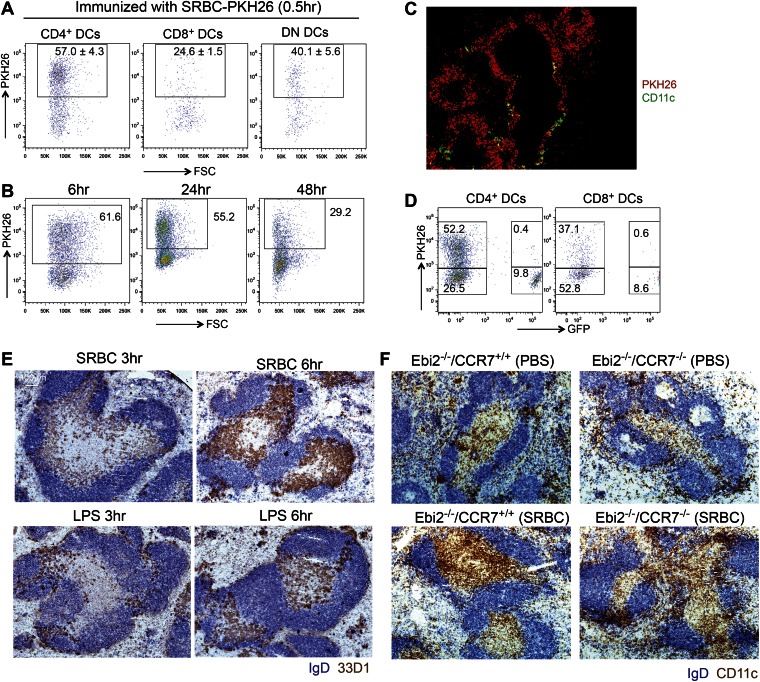 Figure 6—figure supplement 1.