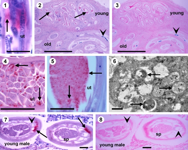 Fig. 1