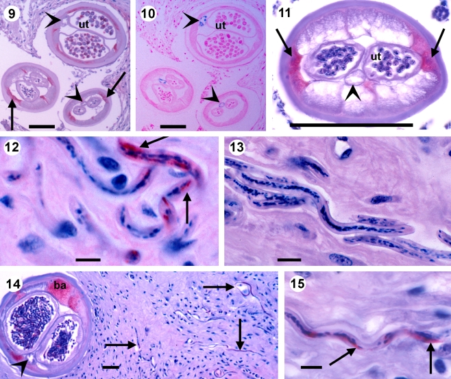 Fig. 2