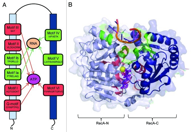 graphic file with name rna-10-56-g1.jpg