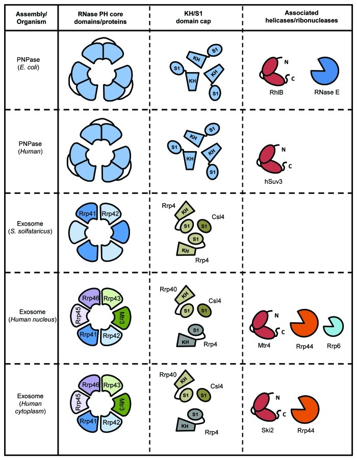 graphic file with name rna-10-56-g6.jpg