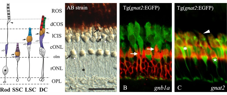 Fig 2