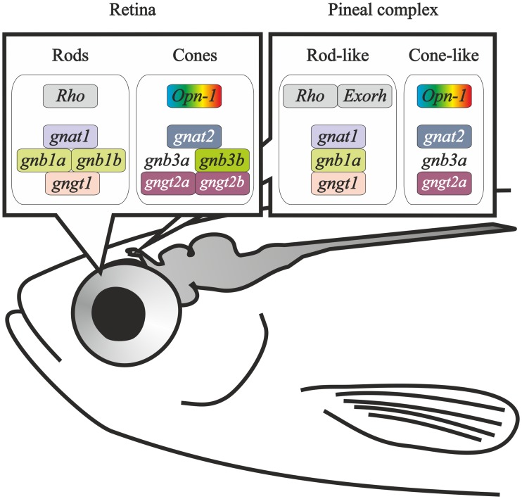 Fig 11