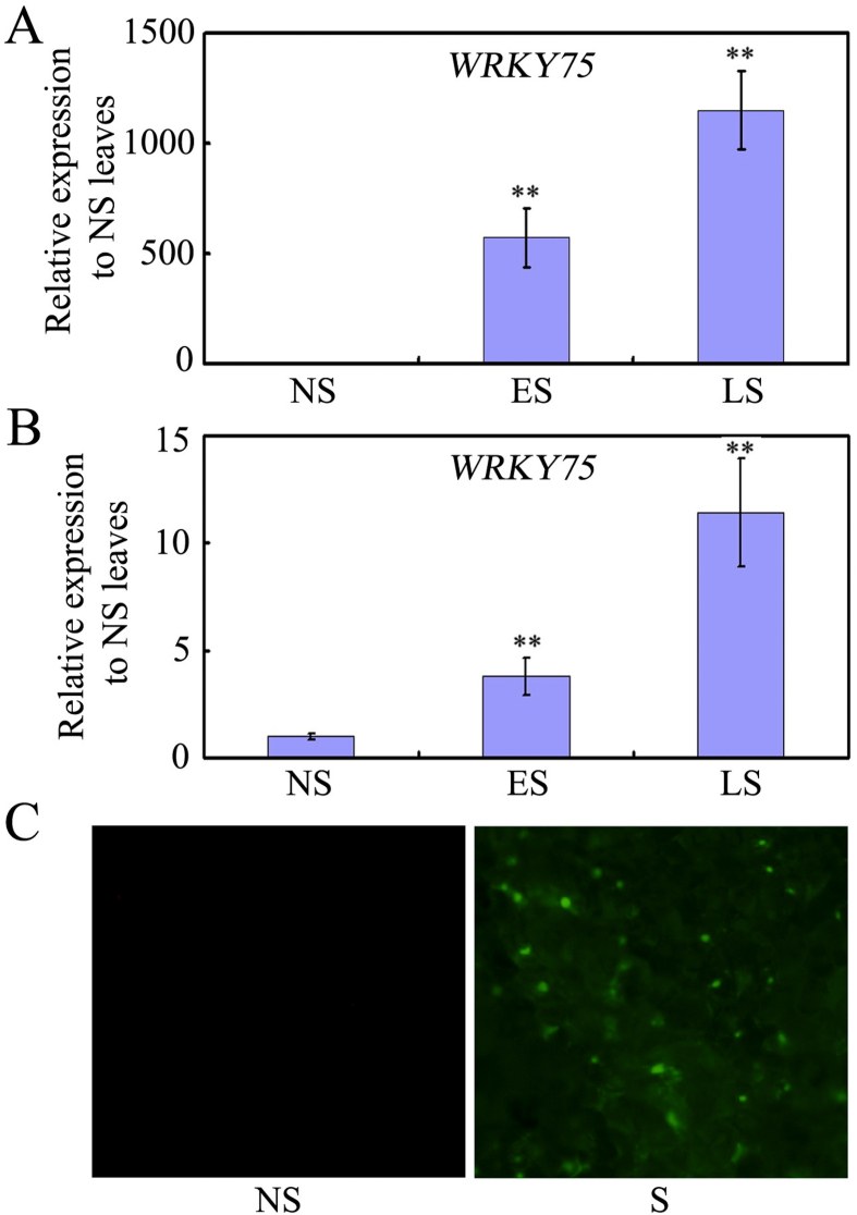 Fig. 1