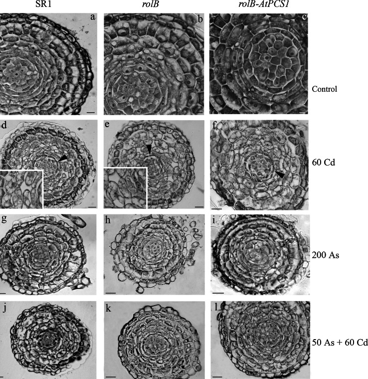 Fig. 6