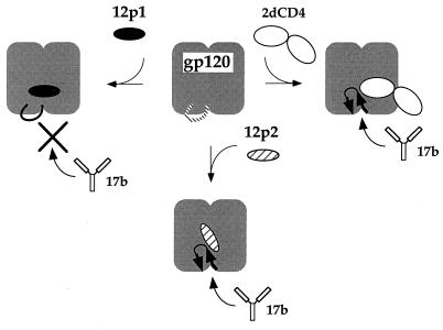 FIG. 7