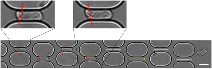 Fig. 5.