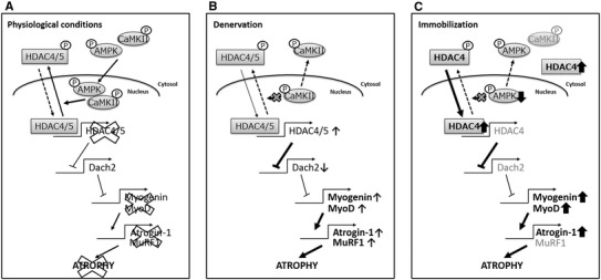 Fig. 6