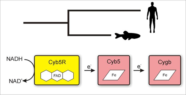 graphic file with name nihms-1039303-f0001.jpg