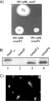 Fig 6