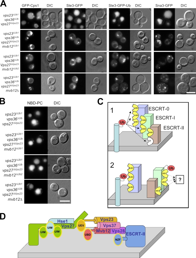 Figure 5.