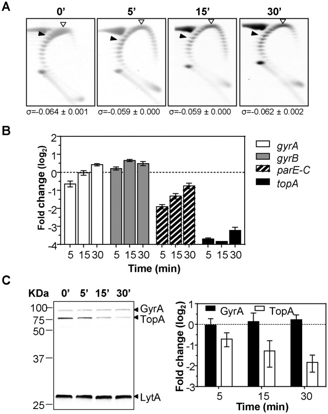 Figure 4.