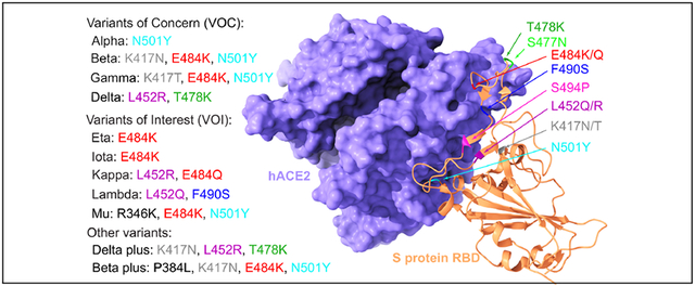 graphic file with name nihms-1922413-f0001.jpg