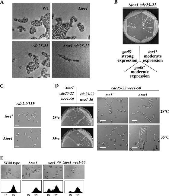 FIG. 5.