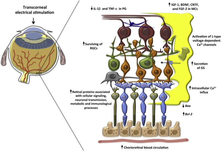 Figure 2