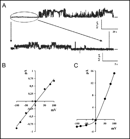 Fig. 5