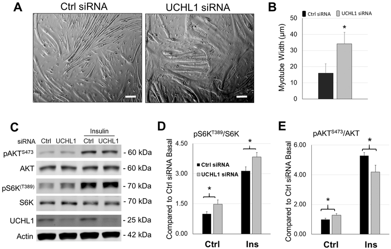 Figure 4: