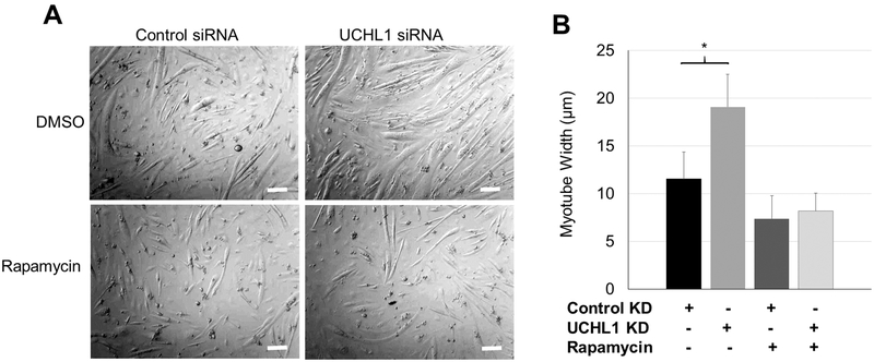 Figure 5: