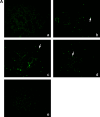 <b>Figure 6.</b>