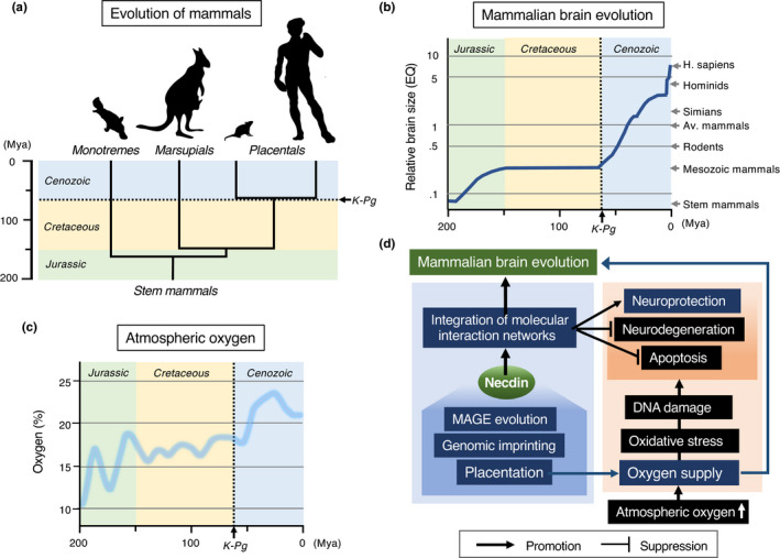 FIGURE 30