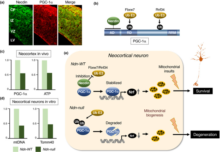 FIGURE 24