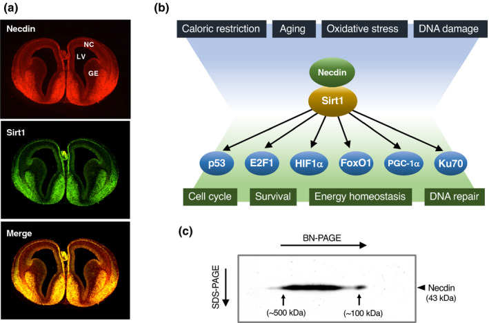 FIGURE 22