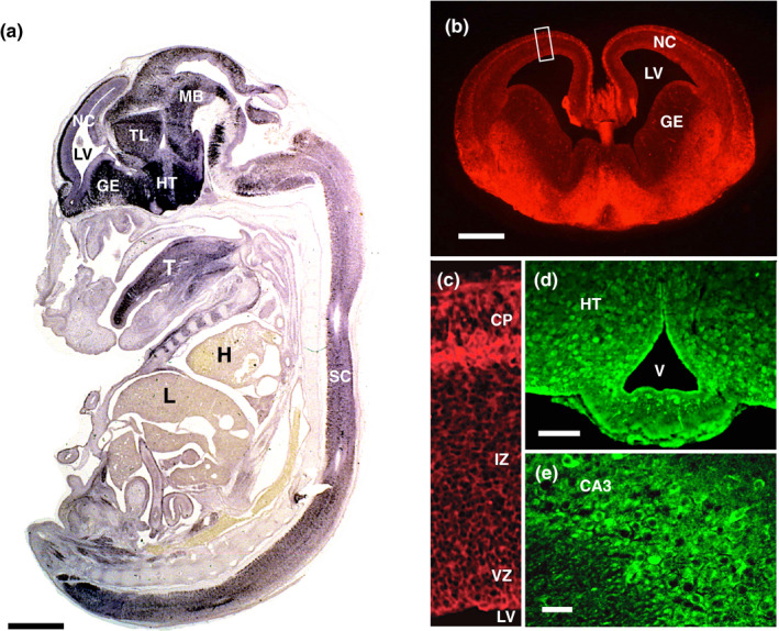 FIGURE 2