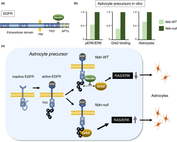 FIGURE 21