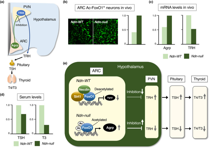 FIGURE 23