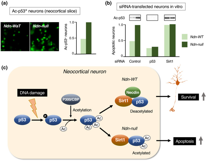 FIGURE 16