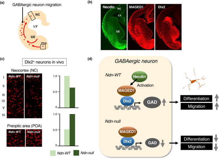 FIGURE 20