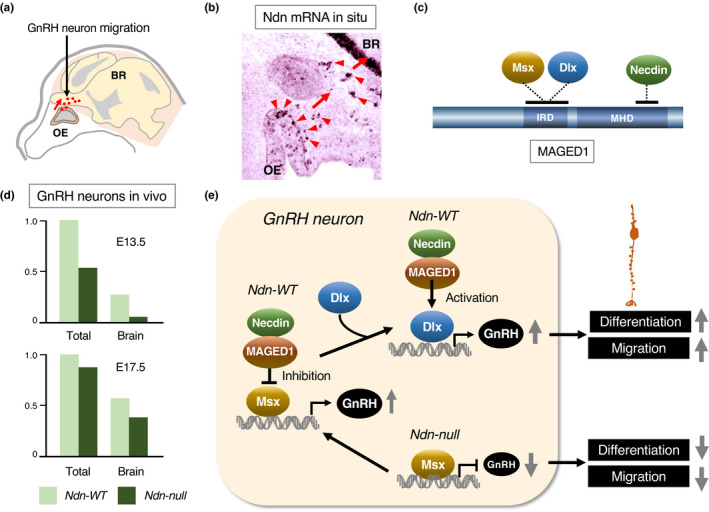 FIGURE 19