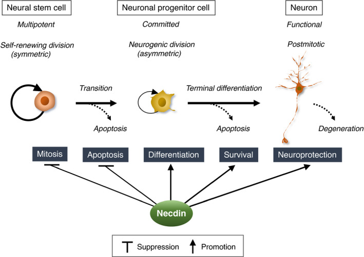 FIGURE 29