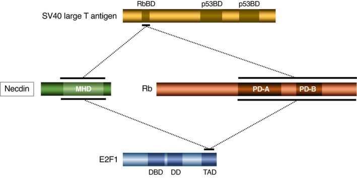 FIGURE 11