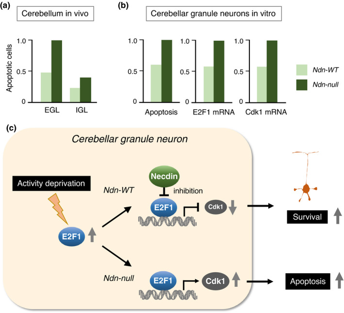 FIGURE 17