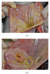 Figure 13