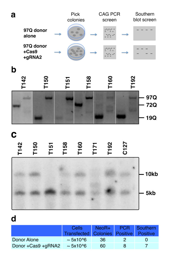 Cas9-mediated homologous recombination in iPSCs. 