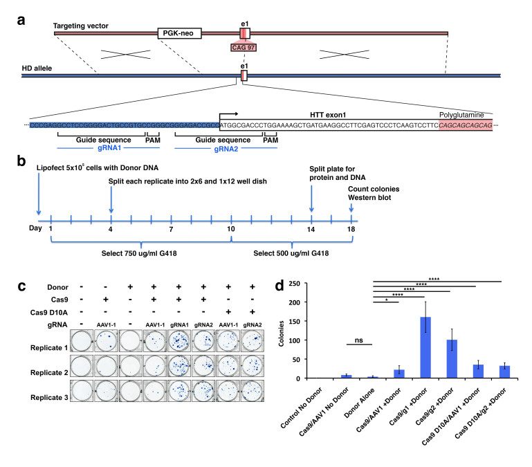 Homologous recombination strategy for introduction of the polyQ expansion in HTT exon 1 into wild type cells.