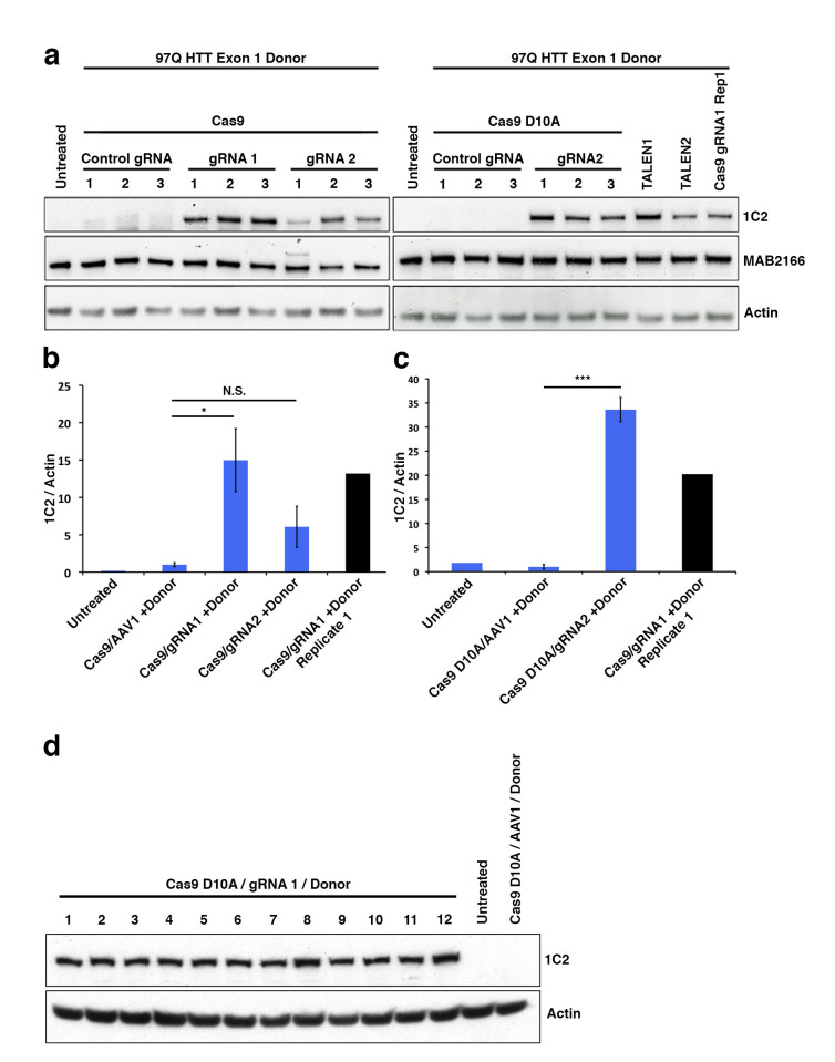 Pooled 293F neomycin-resistant cells were analyzed by western blot.