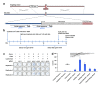 Homologous recombination strategy for introduction of the polyQ expansion in HTT exon 1 into wild type cells.