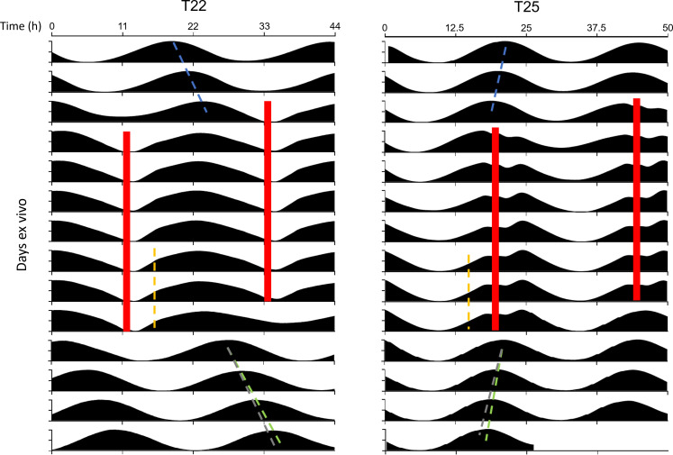 Figure 3—figure supplement 1.