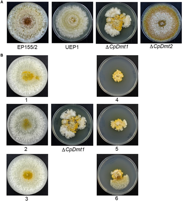 FIGURE 6